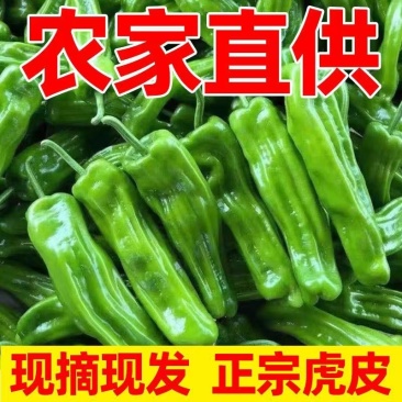 [辣椒]芜湖椒原产地发货一条龙服务24小时在线服务