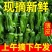 [辣椒]芜湖椒原产地发货一条龙服务24小时在线服务
