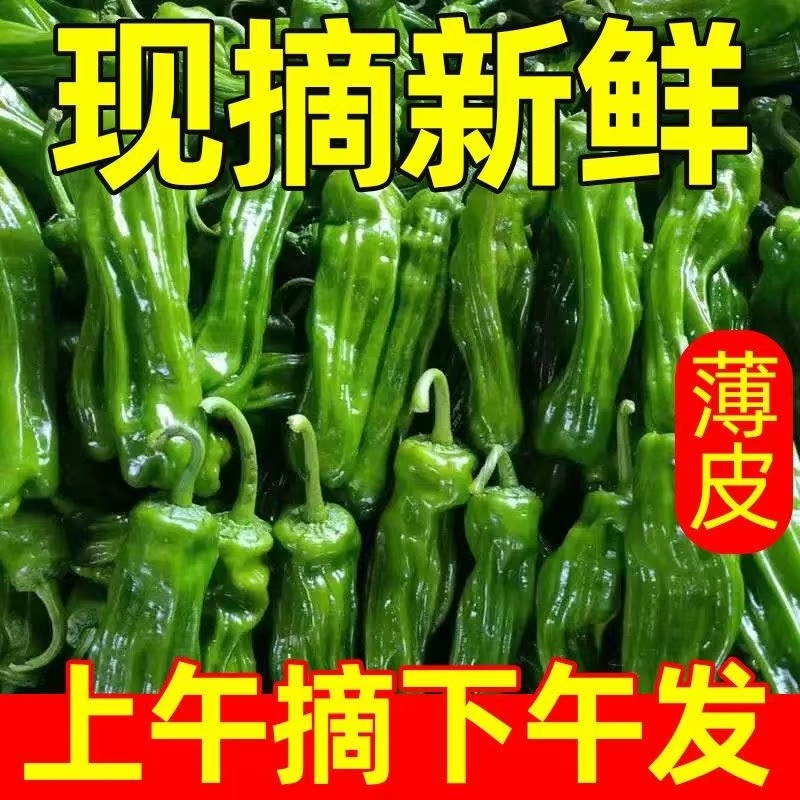 [辣椒]芜湖椒原产地发货一条龙服务24小时在线服务