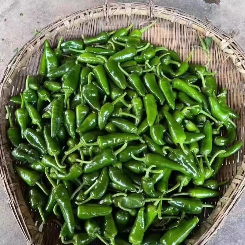 辣椒邹皮椒余干椒尖椒湘研55号牛角椒一手货源