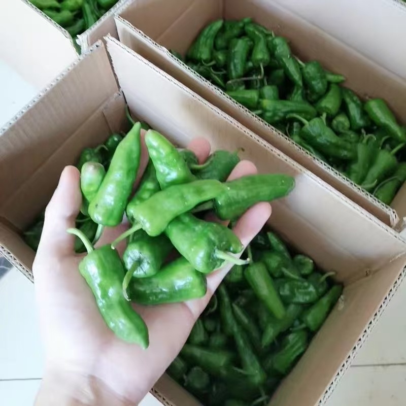 辣椒邹皮椒余干椒尖椒湘研55号牛角椒一手货源
