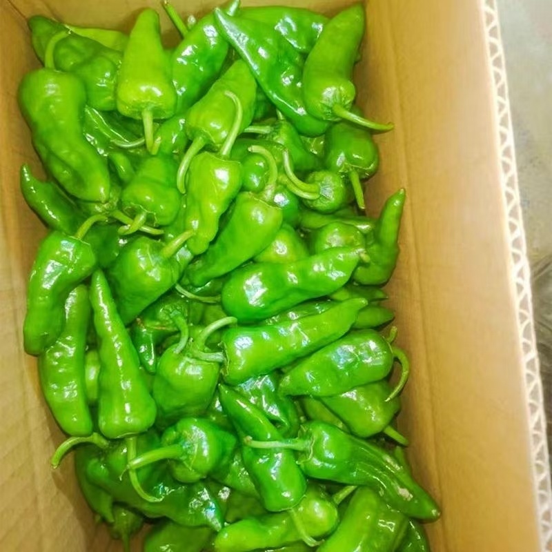 辣椒邹皮椒余干椒尖椒湘研55号牛角椒一手货源