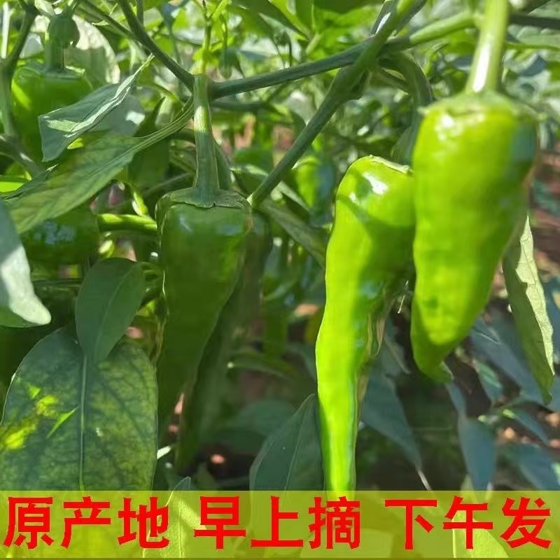 辣椒邹皮椒余干椒尖椒湘研55号牛角椒一手货源