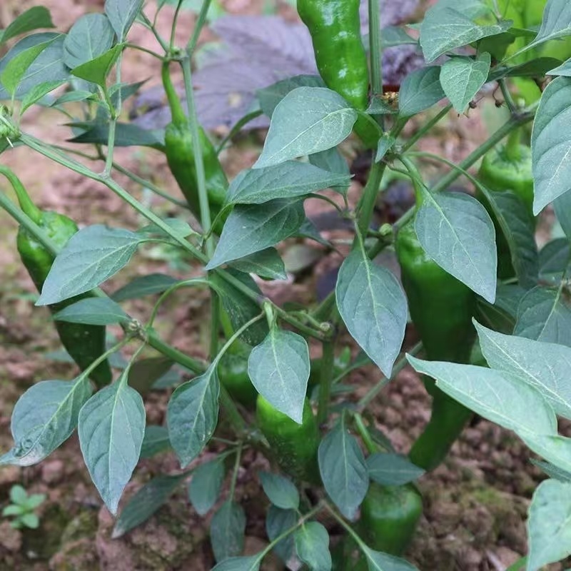 辣椒邹皮椒余干椒尖椒湘研55号牛角椒一手货源