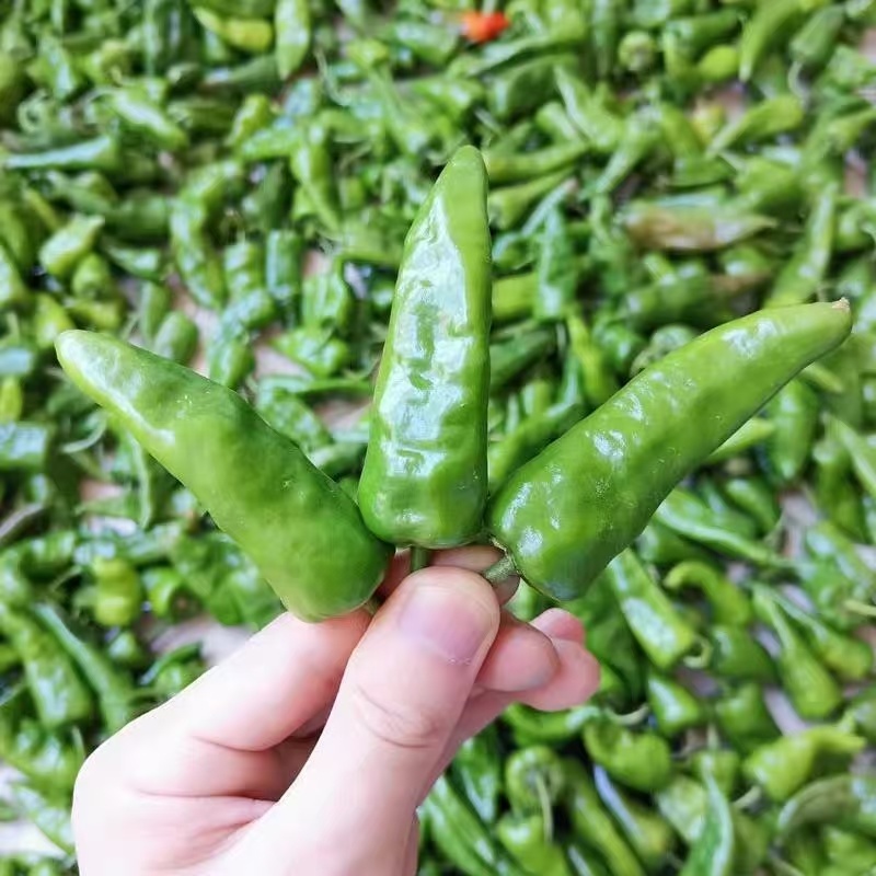 辣椒邹皮椒余干椒尖椒湘研55号牛角椒一手货源