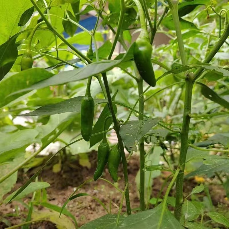辣椒邹皮椒余干椒尖椒湘研55号牛角椒一手货源