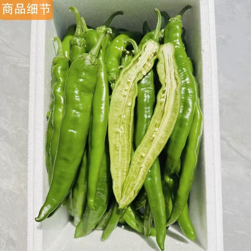 湘研55号辣椒大量有货品质保证一条龙服务看货论价
