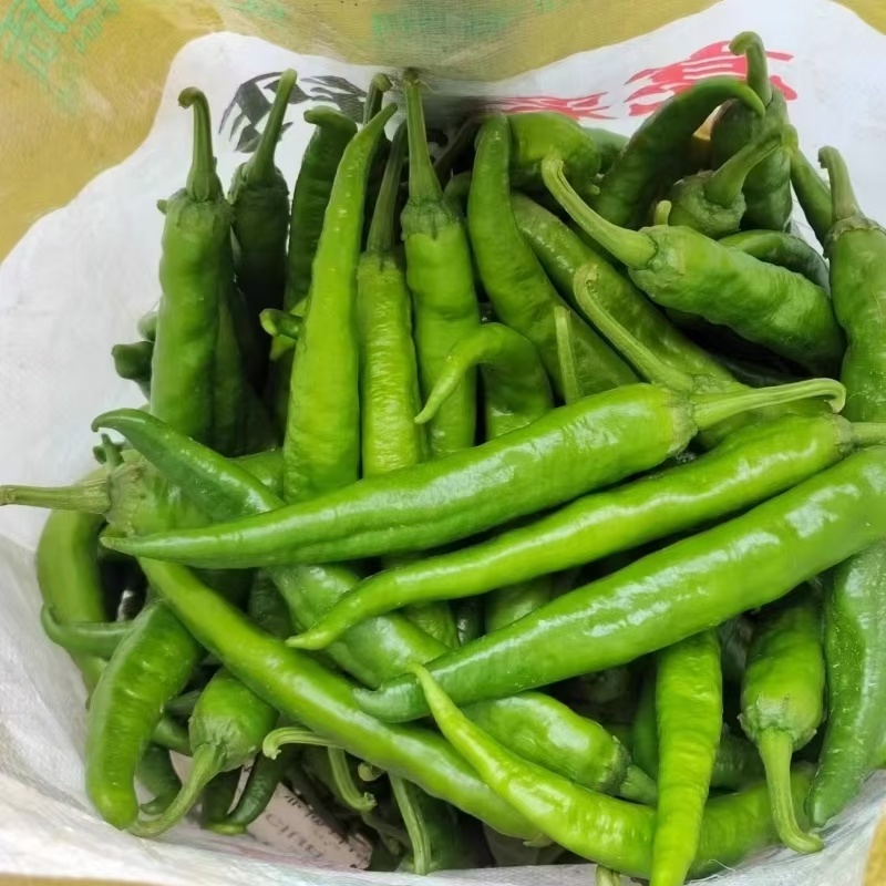 湘研55号辣椒大量有货品质保证一条龙服务看货论价