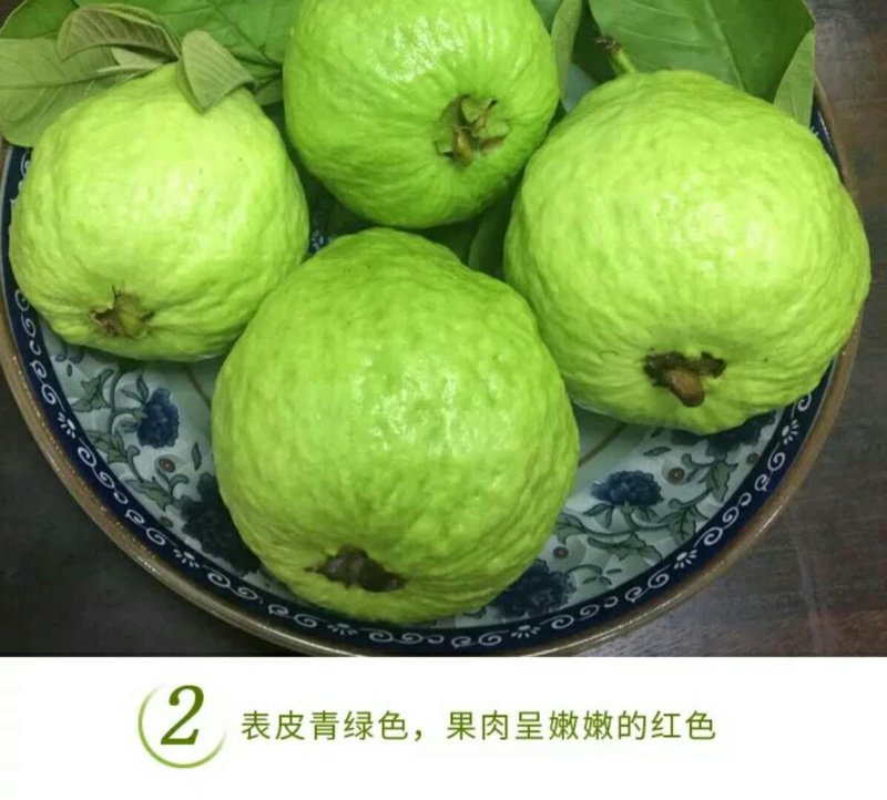 广西精品红心芭乐红宝石番石榴果园直发口感软糯香甜低糖批发