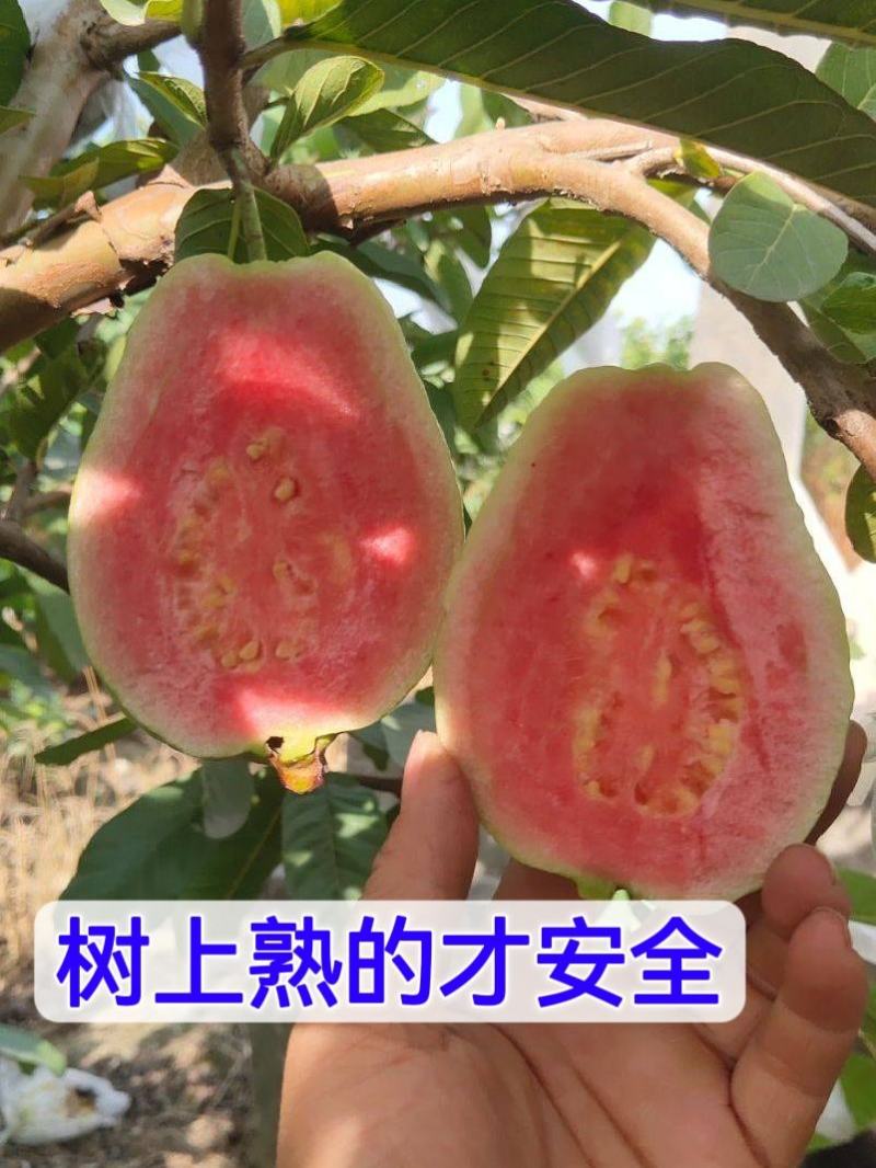广西精品红心芭乐红宝石番石榴果园直发口感软糯香甜低糖批发