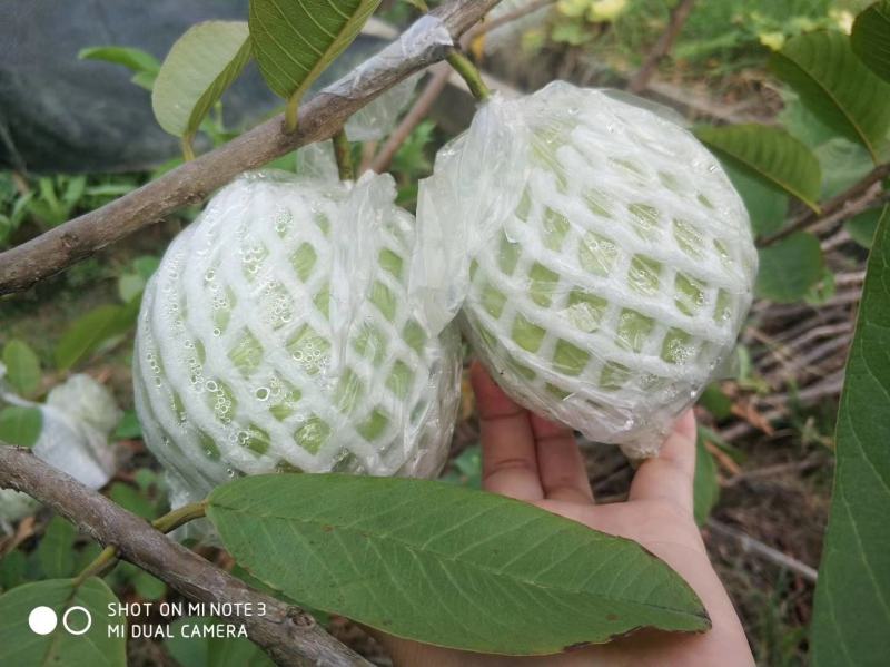 广西精品红心芭乐红宝石番石榴果园直发口感软糯香甜低糖批发
