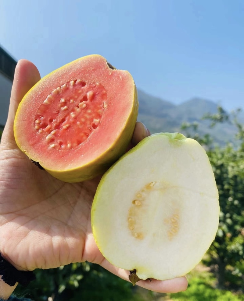 广西桂林精品白心芭乐番石榴口感软糯香甜果园直发一件代发