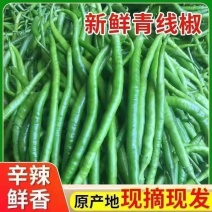 [热卖]线椒3号青线椒红线椒原产地发货各种规格