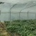 [热卖]线椒3号青线椒红线椒原产地发货各种规格
