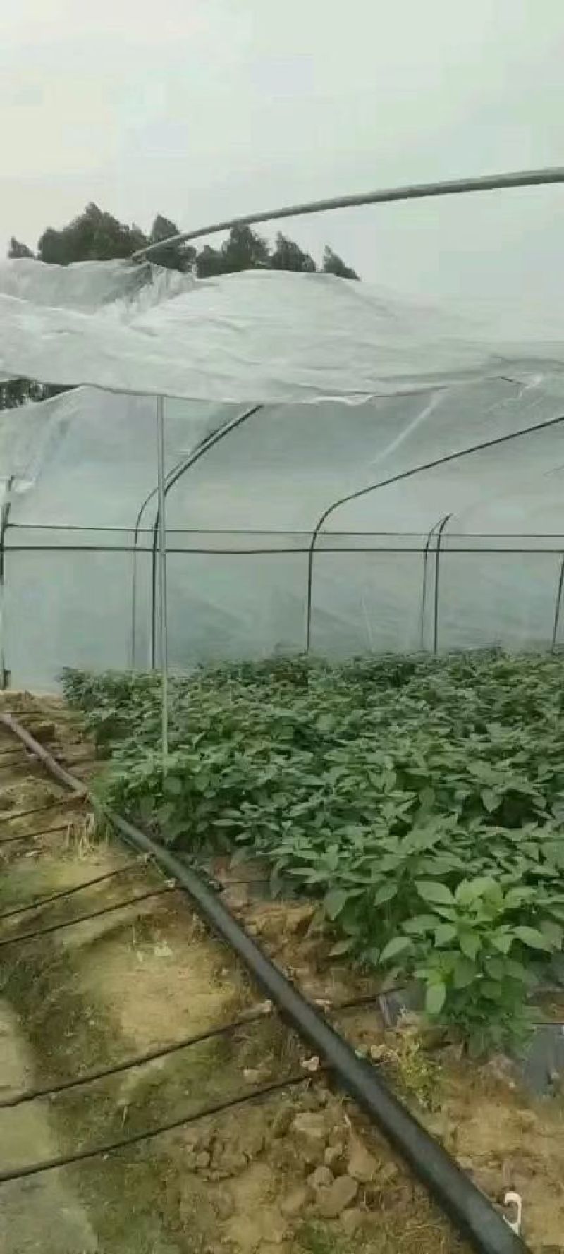 [热卖]线椒3号青线椒红线椒原产地发货各种规格