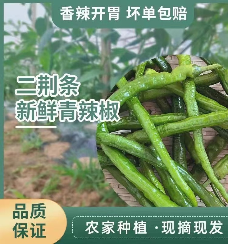 8号线椒大量上市货源充足产地看货论价保质保量