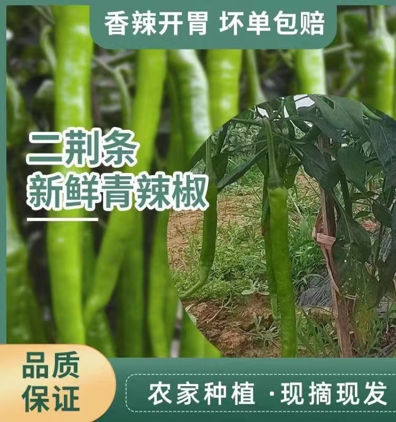 8号线椒大量上市货源充足产地看货论价保质保量