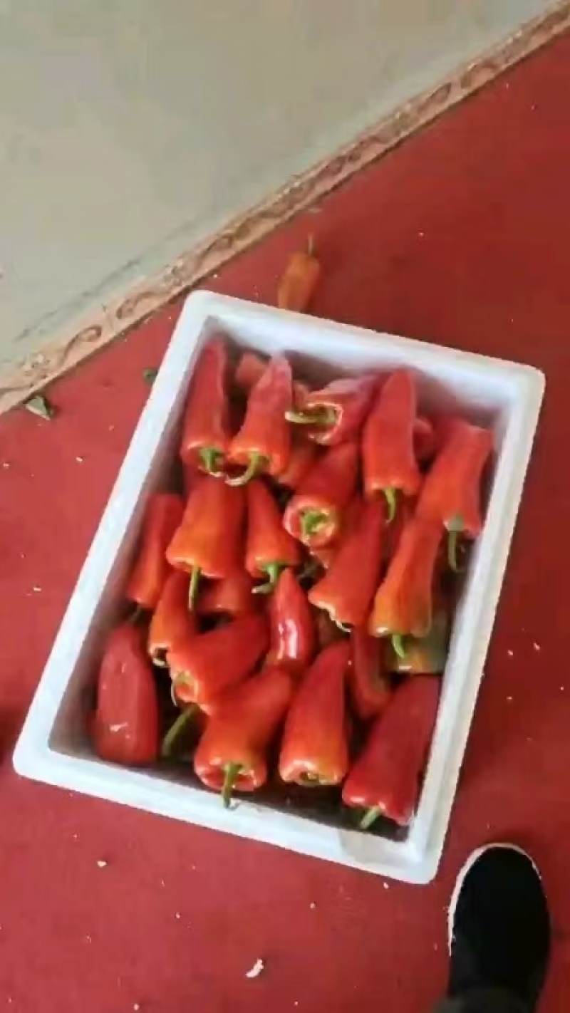 红泡椒红线椒产地直发加工厂批发长期供货保质保量