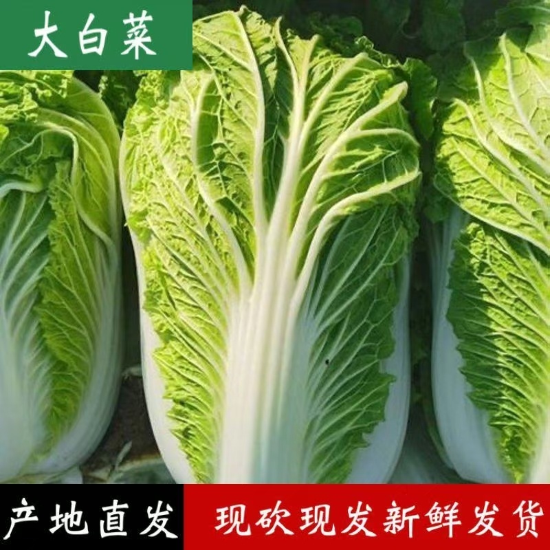 [荐]黄心白菜产地白菜湖北白菜各种规格欢迎来电