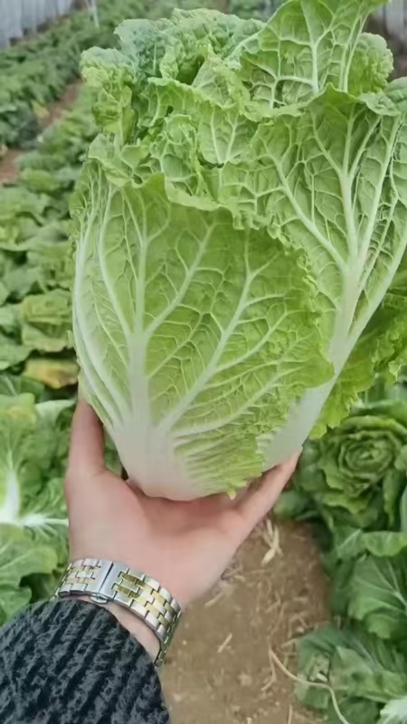 [荐]黄心白菜产地白菜湖北白菜各种规格欢迎来电