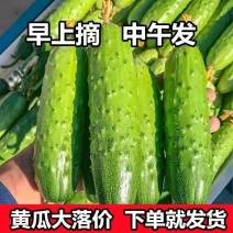 [新鲜推荐]水果黄瓜湖北黄瓜大量上市对接各大市场商超电