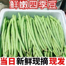 宜昌露天四季豆阳光吸收充分产地直供量大从优