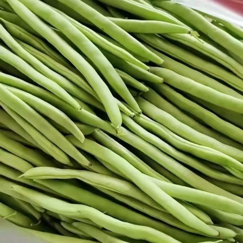 白花四季豆青豆产地看货论价保质保量欢迎订购