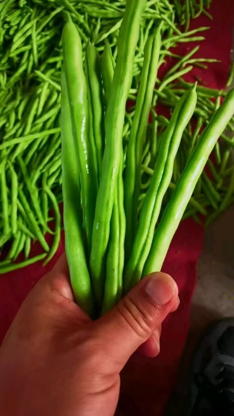 白花四季豆青豆产地看货论价保质保量欢迎订购