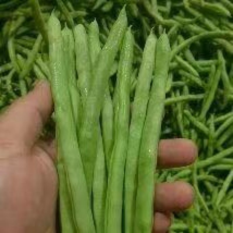 白花四季豆青豆产地看货论价保质保量欢迎订购