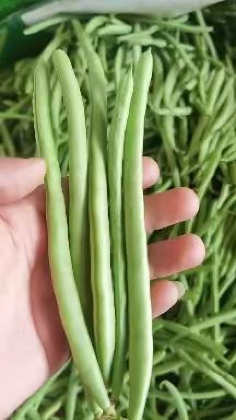 白花四季豆青豆产地看货论价保质保量欢迎订购