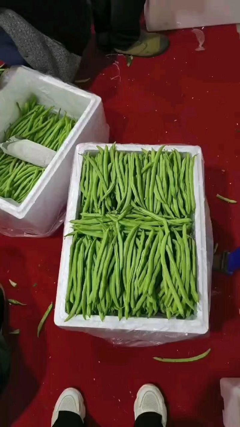 白花四季豆青豆产地看货论价保质保量欢迎订购