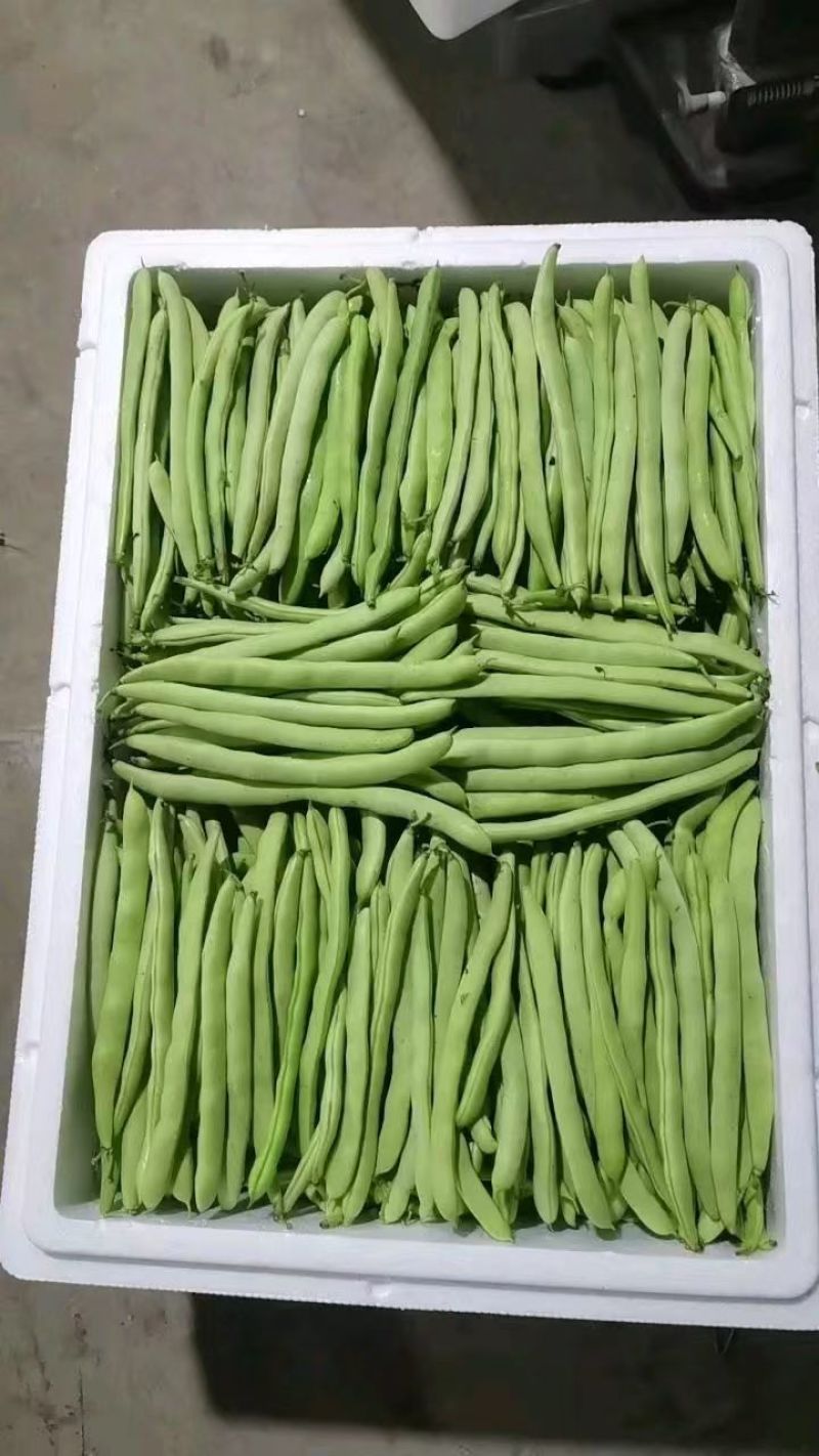 白花四季豆青豆产地看货论价保质保量欢迎订购