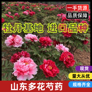【荐】山东菏泽牡丹区芍药苗赤芍苗抗寒高产产地直