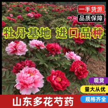 【推荐】芍药之乡山东菏泽牡丹区芍药一手货源价格优惠