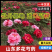 【推荐】芍药之乡山东菏泽牡丹区芍药一手货源价格优惠