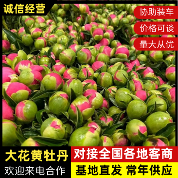 山东菏泽牡丹之乡，产地直供牡丹苗芍药一手货源保质保量