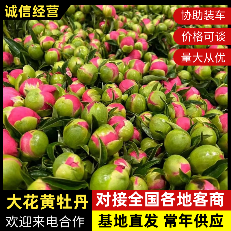 山东菏泽牡丹之乡，产地直供牡丹苗芍药一手货源保质保量