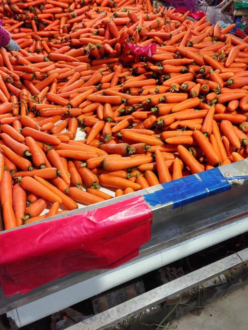 山东菏泽现货三红胡萝卜水洗品质好价格优惠常年供应发市场