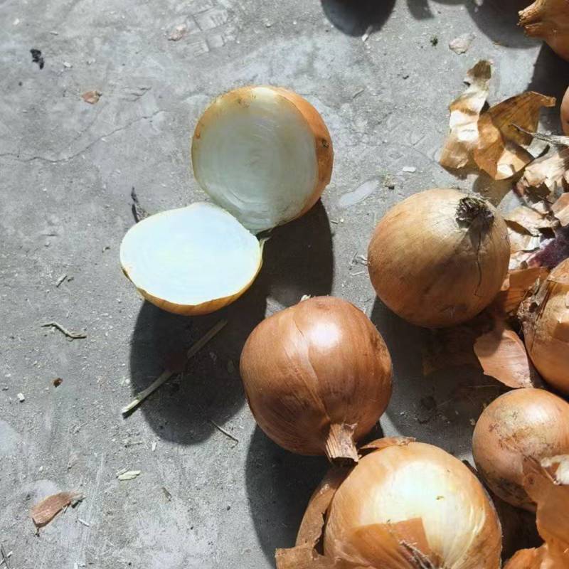 山东菏黄皮红皮紫皮洋葱品种齐全价格优惠万亩基地发市场