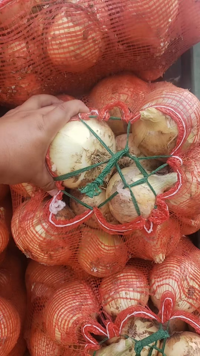 山东菏黄皮红皮紫皮洋葱品种齐全价格优惠万亩基地发市场