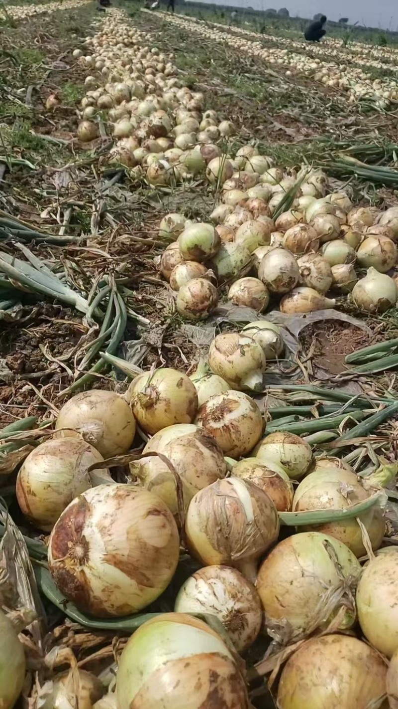 山东菏黄皮红皮紫皮洋葱品种齐全价格优惠万亩基地发市场