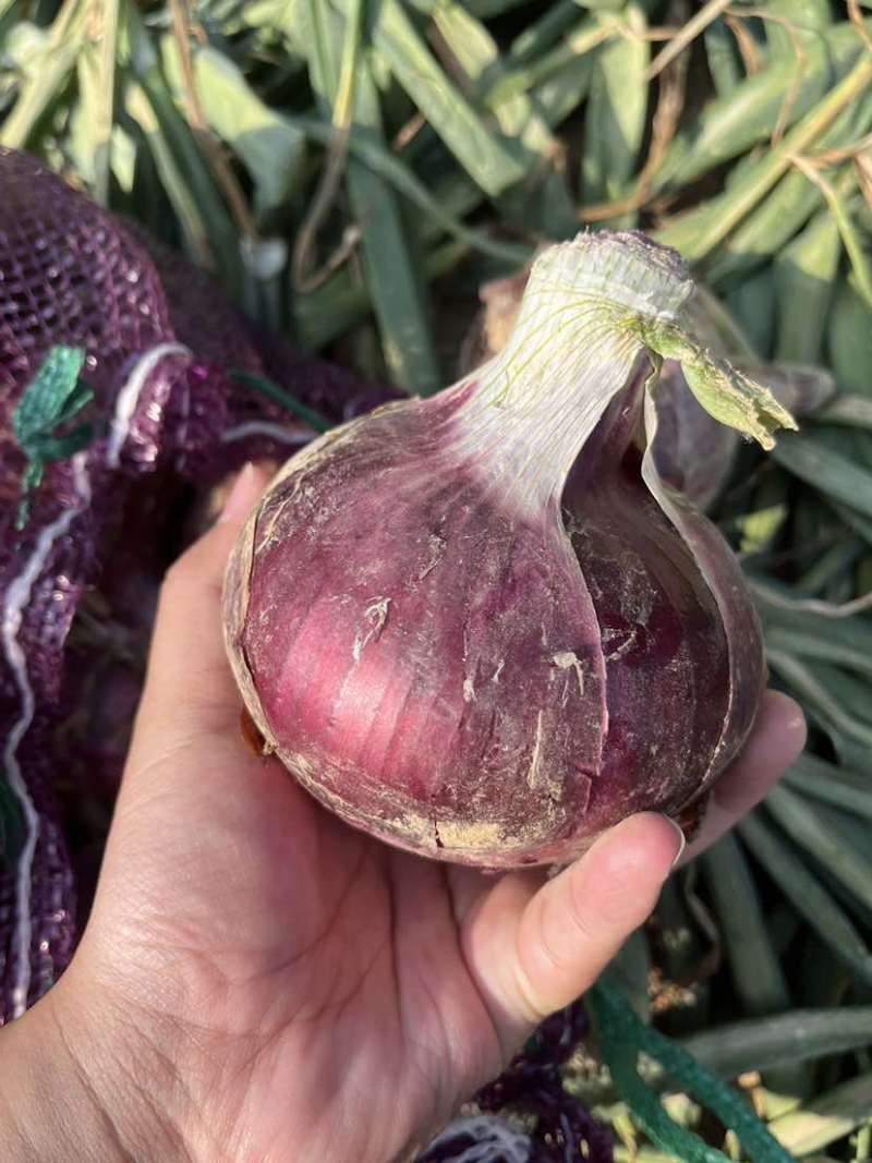 山东菏黄皮红皮紫皮洋葱品种齐全价格优惠万亩基地发市场
