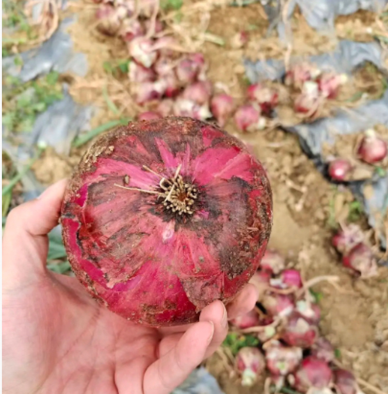 山东菏黄皮红皮紫皮洋葱品种齐全价格优惠万亩基地发市场