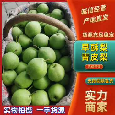 【早酥梨】蒲城精品产地直供一手货源大量供应对接市场