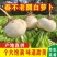 圆萝卜大量上市中产地一手货源各种市场货电商货