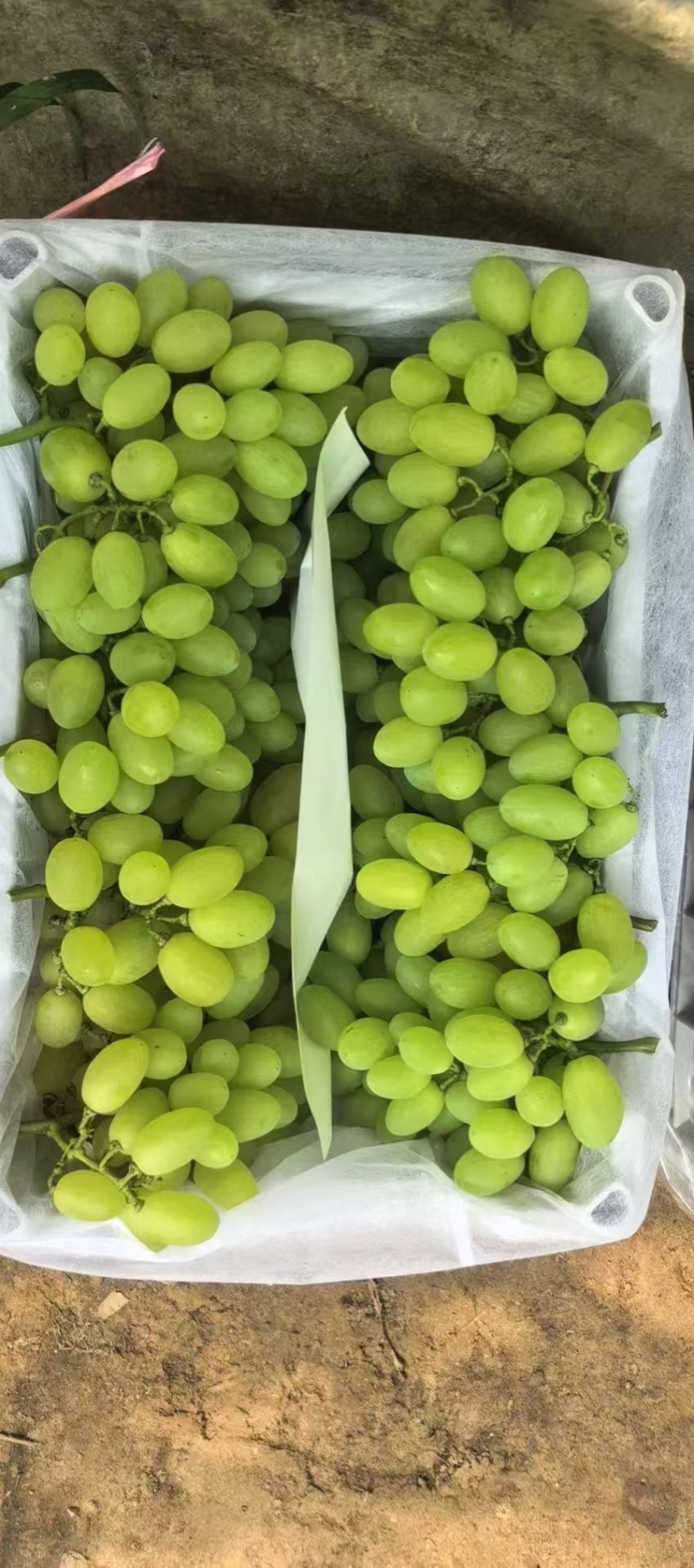 维多利亚全国发货对接批发市场档口量大价优