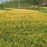 【热卖】干黄花菜台湾品种黄花菜全国包邮欢迎各大老板采购