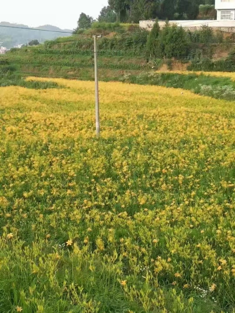 【热卖】干黄花菜台湾品种黄花菜全国包邮欢迎各大老板采购