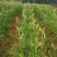 【热卖】干黄花菜台湾品种黄花菜全国包邮欢迎各大老板采购