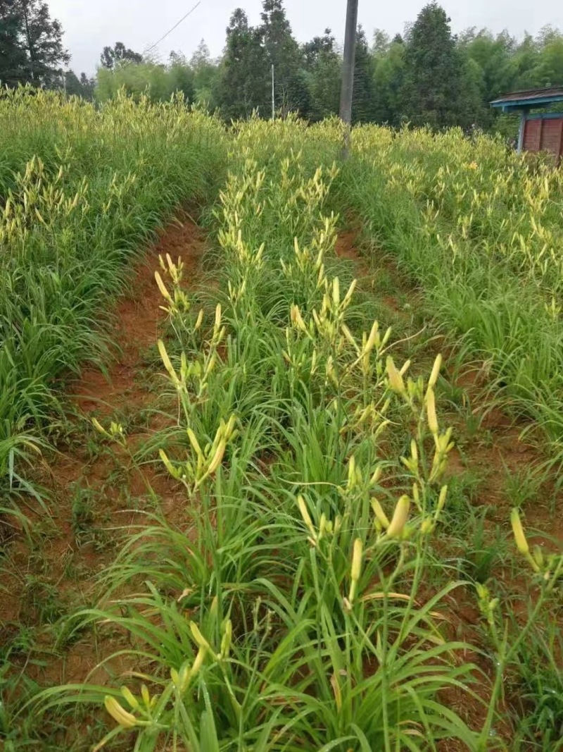 【热卖】干黄花菜台湾品种黄花菜全国包邮欢迎各大老板采购